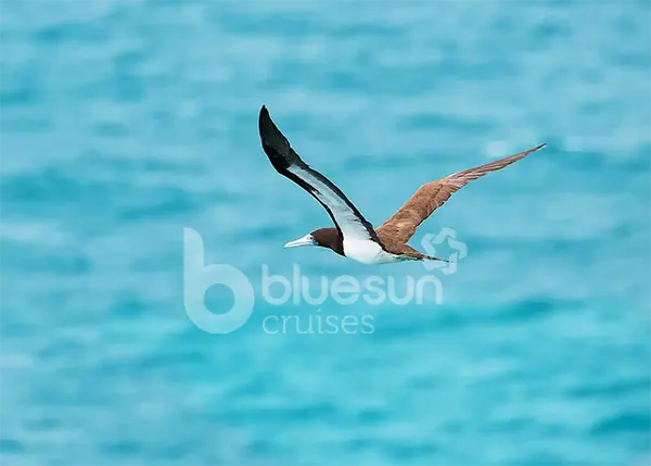 SOLO KIMBERLEY CRUISE DEAL PONANT 9 JULY 2027-Lapecedes bird-broome-kimberley cruises-image