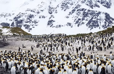 ANTARCTICA 21 Falkland Islands penguins and ice peaks slider