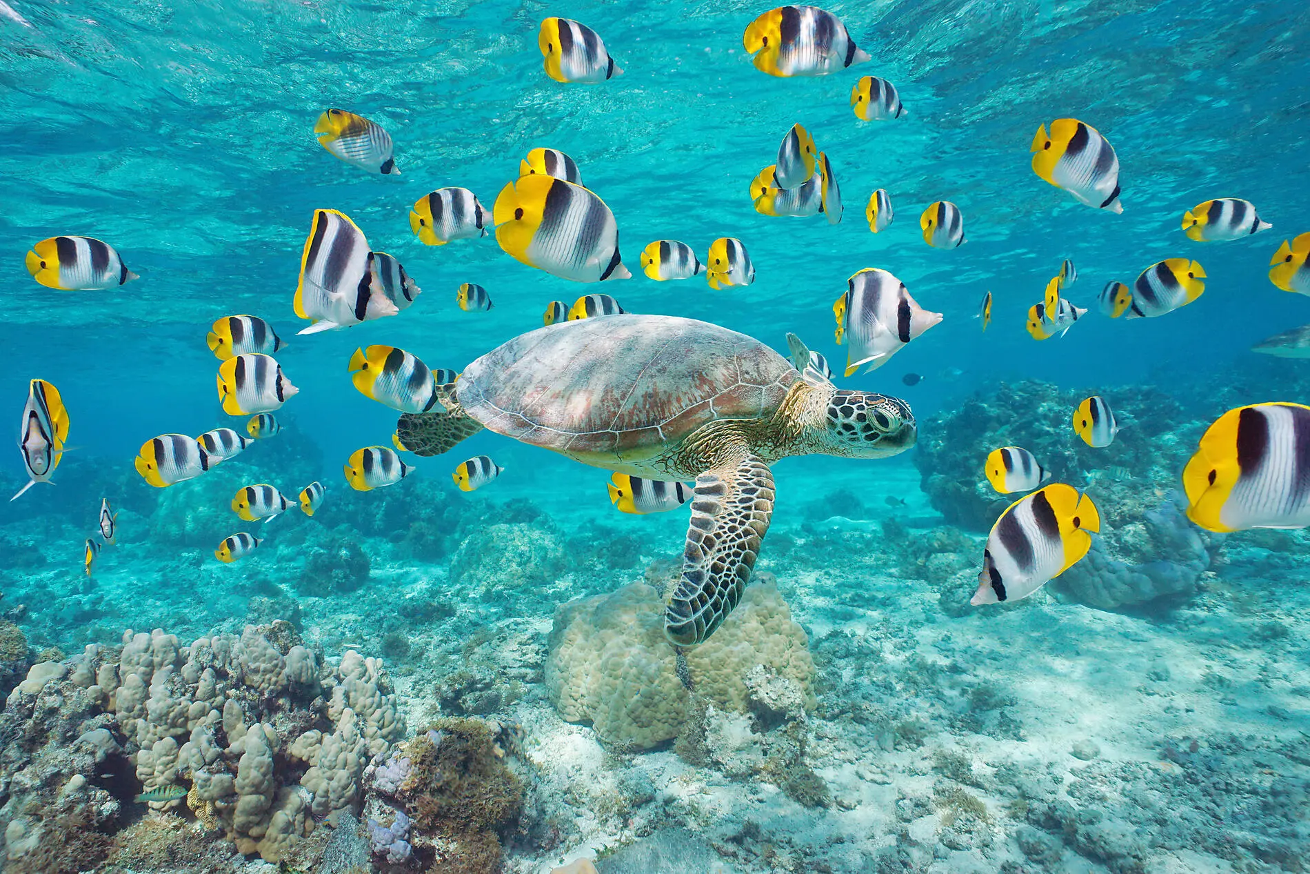 Pearls of the Society Islands cruise - colorful fishes