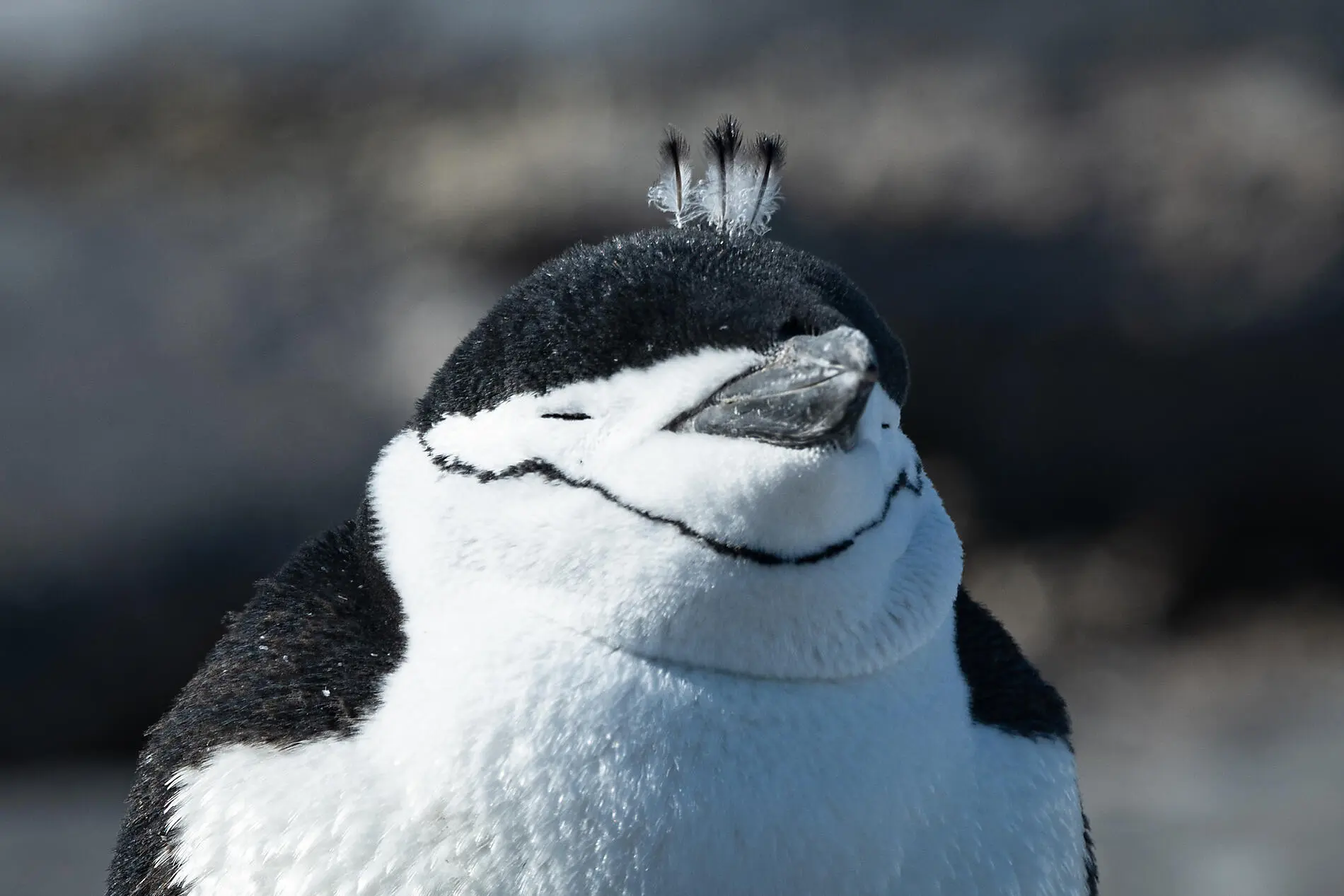 Emblematic Antarctica - PONANT Solo Cruise Deal