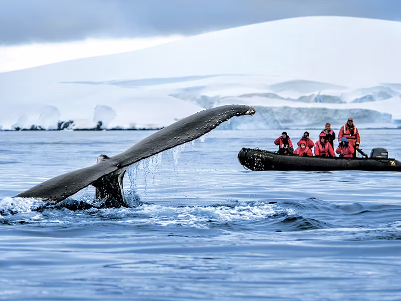 PONANT whale tale and zodiac antarctica